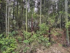 Phyllostachys edulis