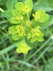 Euphorbia verrucosa