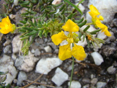 Camarea ericoides