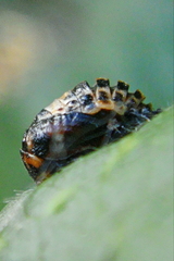 Coccinella