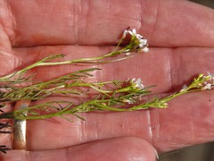 Cardamine parviflora