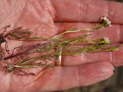 Cardamine parviflora