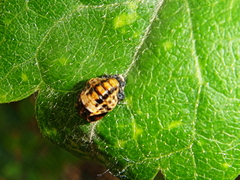 Coccinella