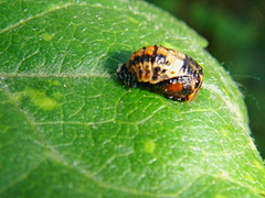 Coccinella