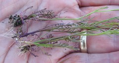 Cardamine parviflora