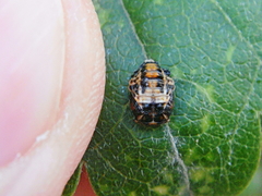 Coccinella