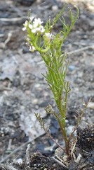 Cardamine parviflora