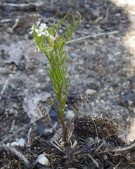 Cardamine parviflora