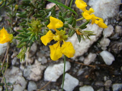 Camarea ericoides