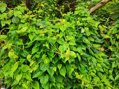 Reynoutria multiflora