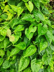 Reynoutria multiflora