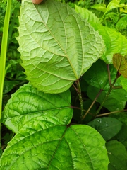 Clerodendrum bungei