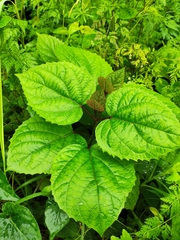 Clerodendrum bungei
