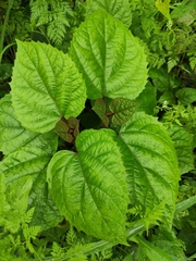 Clerodendrum bungei