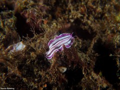 Prostheceraeus roseus