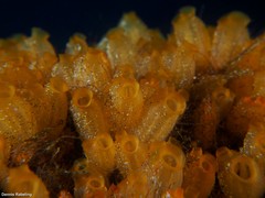 Stolonica socialis