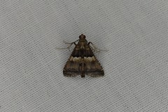 Endotricha melanchroa