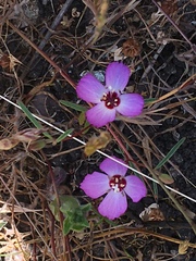 Clarkia franciscana