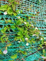 Mazus miquelii