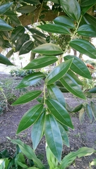 Cocculus laurifolius