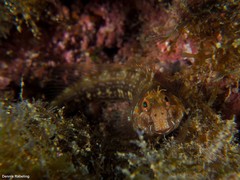 Parablennius goreensis