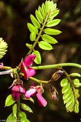 Millettia