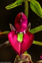 Millettia