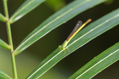 Ceriagrion citrinum