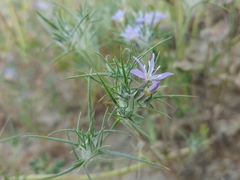 Eriastrum pluriflorum