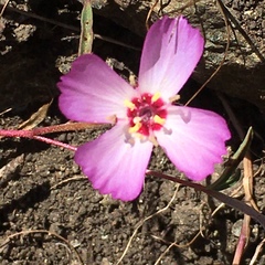Clarkia franciscana