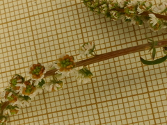 Sesamoides suffruticosa