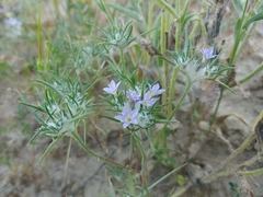 Eriastrum pluriflorum