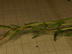 Sesamoides suffruticosa