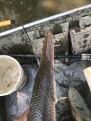 Lepisosteus platostomus