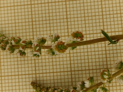 Sesamoides suffruticosa