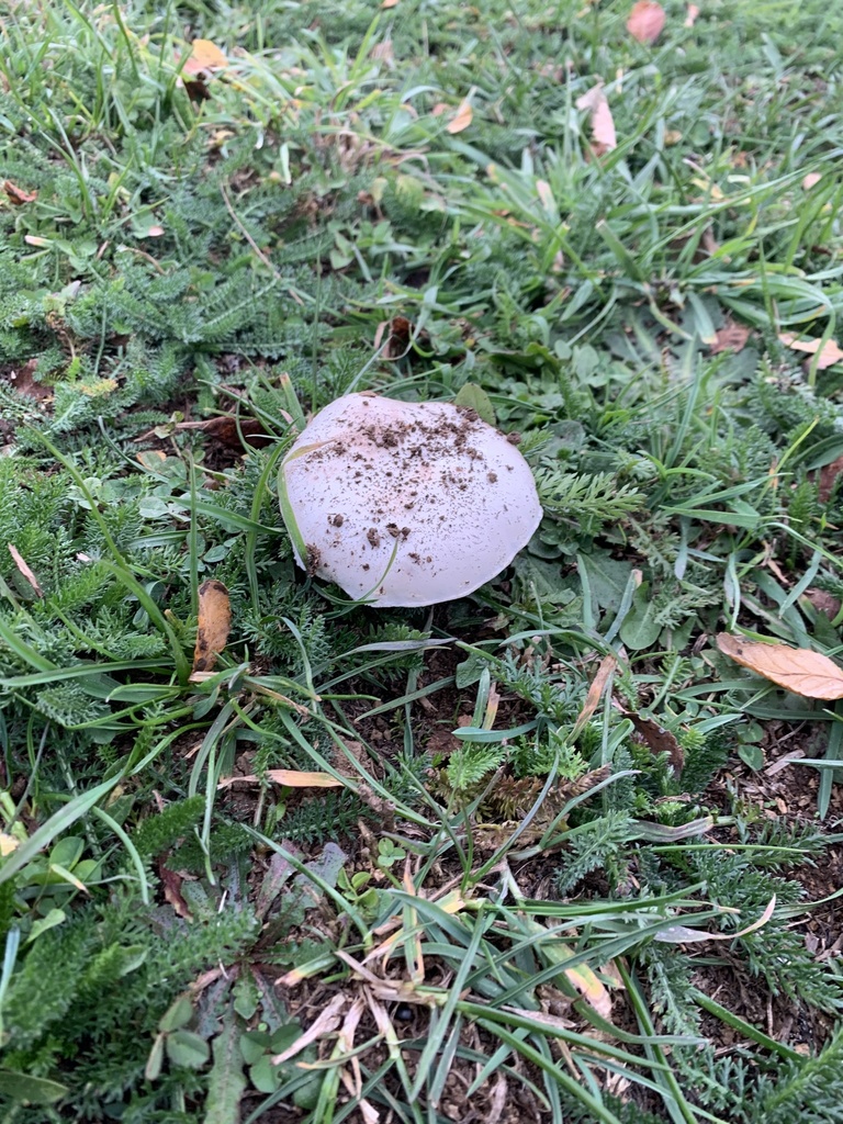 Agaricus campestris · May 2021 · photo: © nitsuga74 (iNaturalist, cc-by)