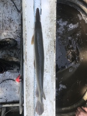 Lepisosteus platostomus