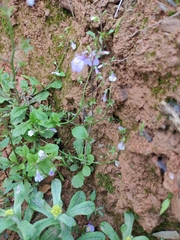 Mazus miquelii