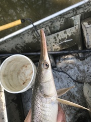 Lepisosteus platostomus