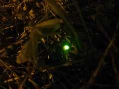 Lamprohiza mulsantii