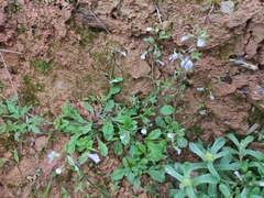 Mazus miquelii