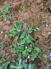 Mazus miquelii