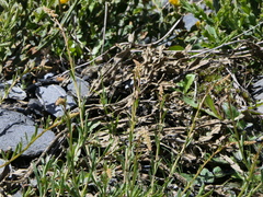 Sesamoides suffruticosa