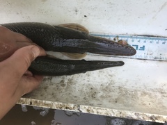 Lepisosteus platostomus