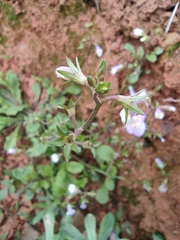 Mazus miquelii
