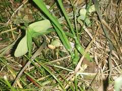 Lamprohiza mulsantii