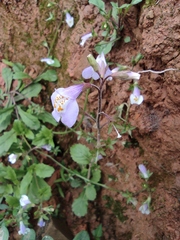 Mazus miquelii
