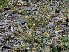 Sesamoides suffruticosa