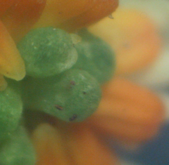 Sesamoides suffruticosa