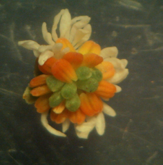 Sesamoides suffruticosa